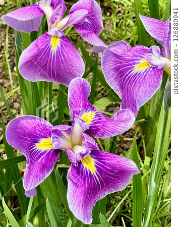 Image taken in close-up, focusing on the flowers in the center of the image 126880941
