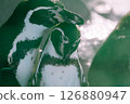 Penguin 126880947