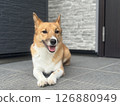 A dog relaxing in front of the entrance 126880949