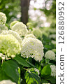 White hydrangea 126880952