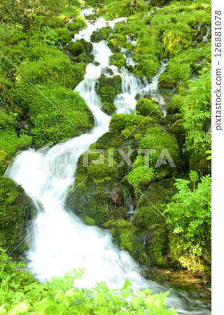 苔蘚中的水流 苔蘚中的水流 126881078