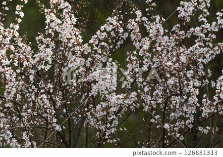 Felt cherry blossoms in the garden in spring. Beautiful white and pink flowers 126881313