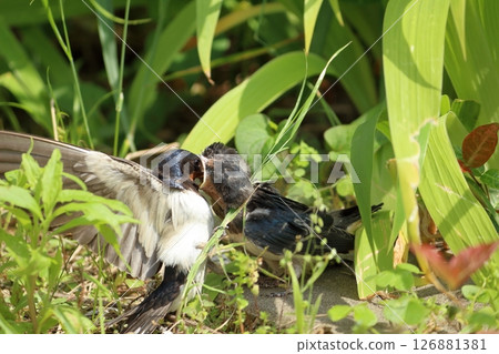 Two baby birds have taken off to leave the nest, but are not yet able to fly and are resting on the ground. The parent swallow has come to give them some food. 126881381