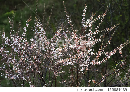 Felt cherry blossoms in the garden in spring. Beautiful white and pink flowers 126881489