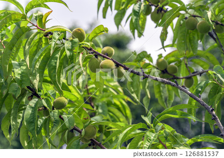 Young peach fruit Young peach fruit 126881537