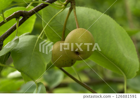 Pears starting to bear fruit Pears starting to bear fruit 126881591