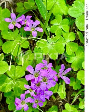 Pink wood sorrel blooming in the field Pink wood sorrel blooming in the field 126881646