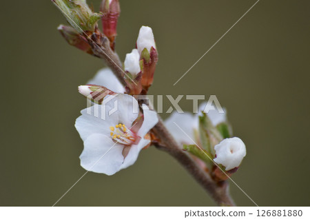 Flowering branch of cherry in spring. Macro. Selective focus. 126881880