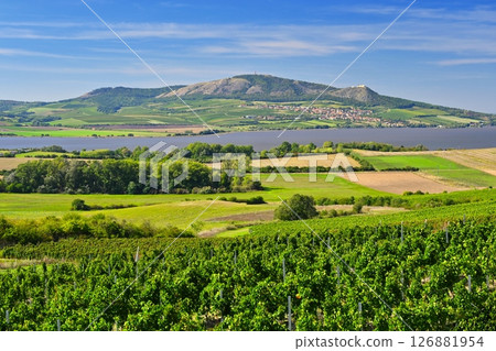 Beautiful summer landscape with vineyards and mountain in the background. Palava - South Moravia - wine region in the Czech Republic. Beautiful summer landscape with vineyards and mountain in the background. Palava - South Moravia - wine region in the Czech Republic. 126881954