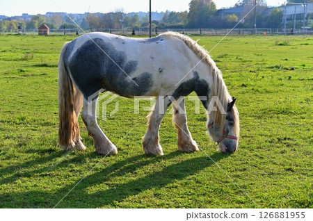 A beautiful horse is grazing on a green meadow on a sunny day. Concept for animals and nature. A beautiful horse is grazing on a green meadow on a sunny day. Concept for animals and nature. 126881955