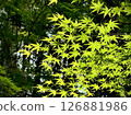 發光在光的年輕人葉子新鮮的葉子 發光在光的年輕人葉子新鮮的葉子 126881986