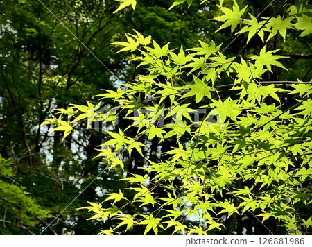 Fresh leaves of young leaves shining in light Fresh leaves of young leaves shining in light 126881986