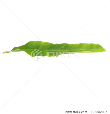 banana leaf isolated on white background 126882004