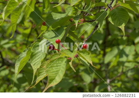 Cherry tree of Yoshino cherry tree 126882231