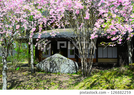 山中湖文學森林公園的風景 山中湖文學森林公園的風景 126882259