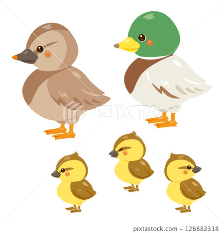 Illustration set of duck parent and child Illustration set of duck parent and child 126882318