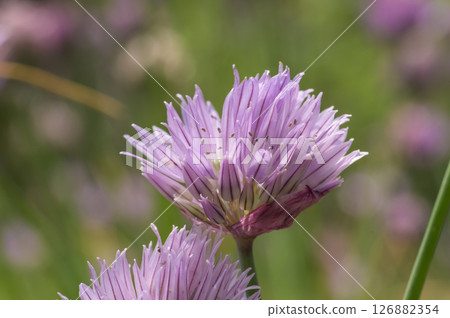 韭菜花 韭菜花 126882354