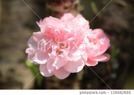 可愛的桃花 126882688