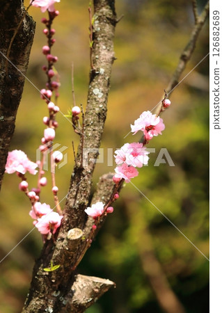 可愛的桃花 126882689