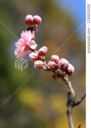 Pink peach blossoms shining against the blue sky 126882698