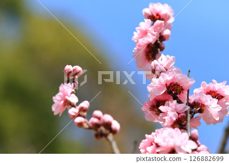 Pink peach blossoms shining against the blue sky 126882699