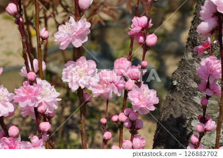 可愛的桃花 126882702