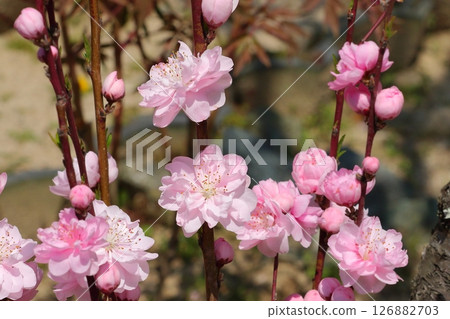 可愛的桃花 可愛的桃花 126882703