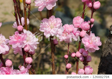 可愛的桃花 126882704