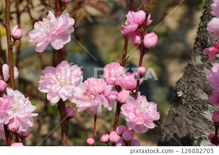 可愛的桃花 126882705