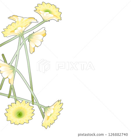 雛菊 雛菊 126882740