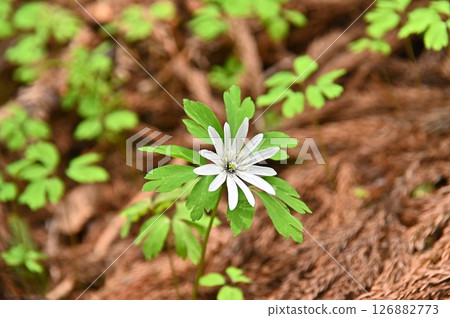 White flowers of Anemone pseudoaltaica 126882773