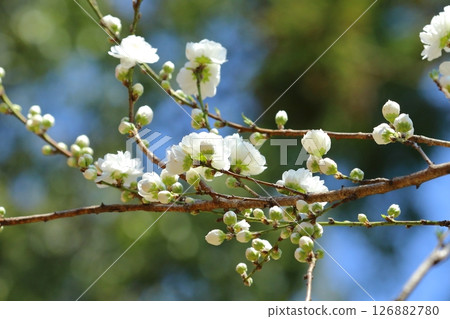 White peach blossoms shining against the blue sky White peach blossoms shining against the blue sky 126882780