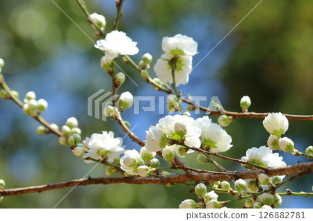 White peach blossoms shining against the blue sky White peach blossoms shining against the blue sky 126882781