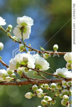 潔白的桃花在藍天下閃閃發光 126882786