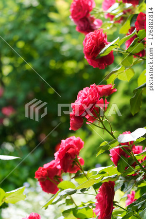 A red rose A red rose 126882814