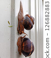 Two large grape snails crawl along a vertical surface towards each other. 126882883