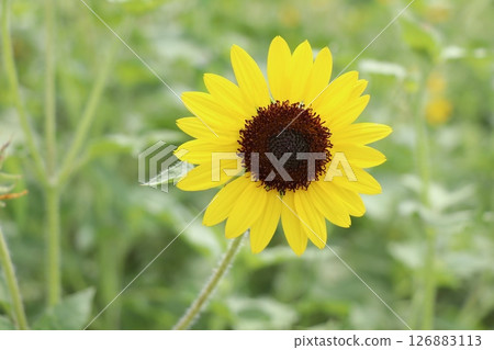 sunflower	 126883113