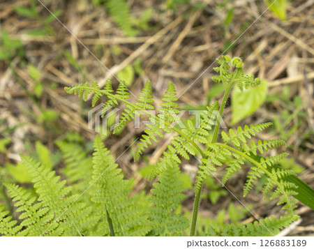 生長在山間和田野的蕨類植物 126883189