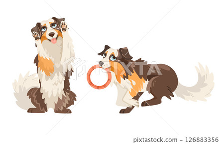 Playful Collie Dogs Happily Enjoying Their Time Together and Having Fun Outdoors 126883356