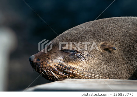 Portrait of cute sleeping African fur seal. 126883775