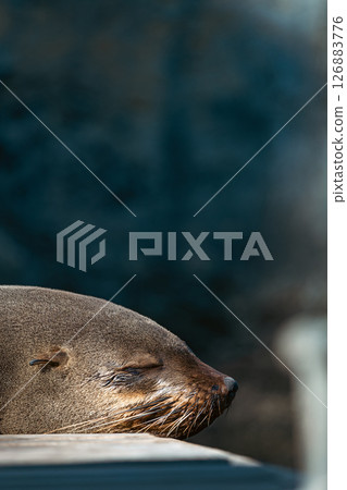 Close-up portrait of cute sleeping African fur seal. 126883776