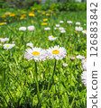 Daisy (Bellis perennis) flowers in a meadow on a sunny summer day 126883842