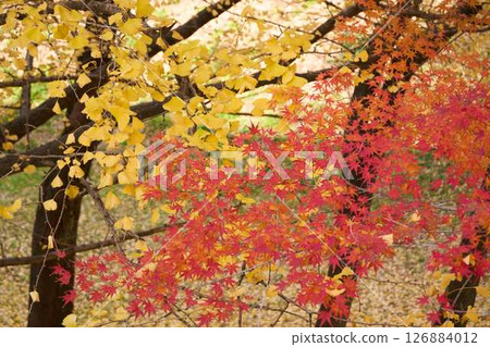 Autumnal maple leaves and yellow ginkgo leaves Autumnal maple leaves and yellow ginkgo leaves 126884012