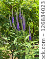 Veronica longifolia (Western loosestrife) 126884023