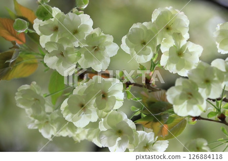 Light green cherry blossoms, turmeric cherry blossoms, turmeric cherry blossoms, cherry blossoms, turmeric in full bloom 126884118