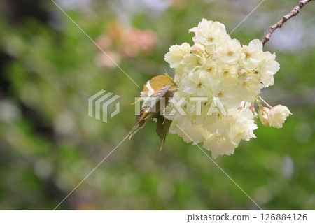 Light green cherry blossoms, turmeric cherry blossoms, turmeric cherry blossoms, cherry blossoms, turmeric in full bloom Light green cherry blossoms, turmeric cherry blossoms, turmeric cherry blossoms, cherry blossoms, turmeric in full bloom 126884126