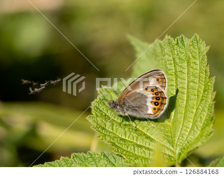 白眉姬影 白眉姬影 126884168