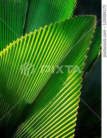 real fresh green leave texture for background, close up of leaf texture surface background with light and shadow. 126884172