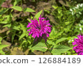 Monarda (Monarda didyma 'Fireball') (Bergamot/Thai jasmine) 126884189