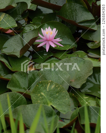 Water lilies floating on the surface of the rain 126884363